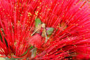 Pohutukawa Fairy