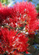 Pohutukawa