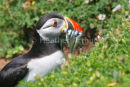 Puffin 1