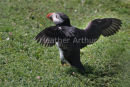 Puffin 3