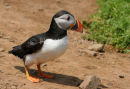 Puffin 4