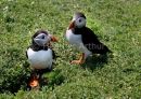 Puffins