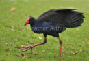 Pukeko 1