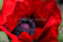 Poppy 1