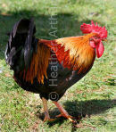 Rooster
