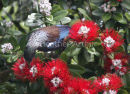 Tui