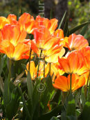 Tulips 1