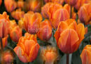 Tulips 2