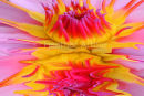 Water Lily 1