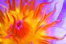 Water Lily 2