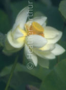 Misty Lotus Flower
