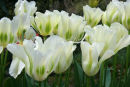 White Tulips
