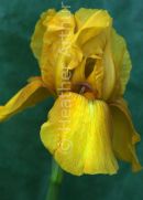 Yellow Iris