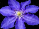 Blue Clematis 2