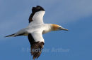 Gannet at Muriwai