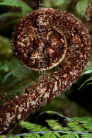 Koru