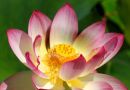 Lotus Flower