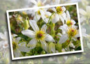 New Zealand Clematis