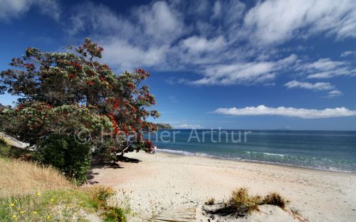 Onetangi Bay 15