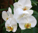 Orchid