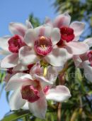Orchid