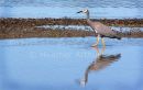 White Faced Heron