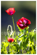 Poppies on the Isle Of Wight.