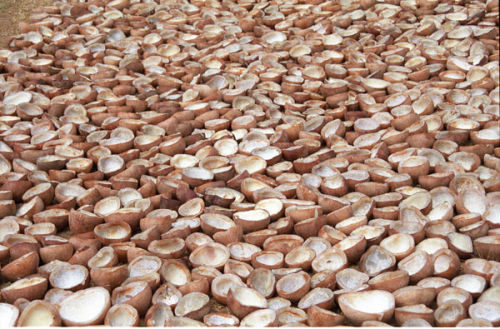 Coconut husks in Kerala, India