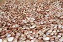 Coconut husks in Kerala, India
