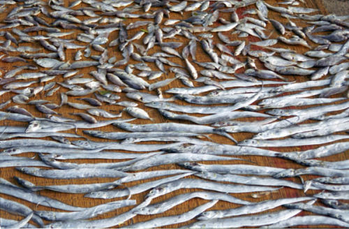 Fish, Tamil Nadu, India