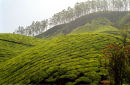 Tea plantation, Munna, Kerala, India