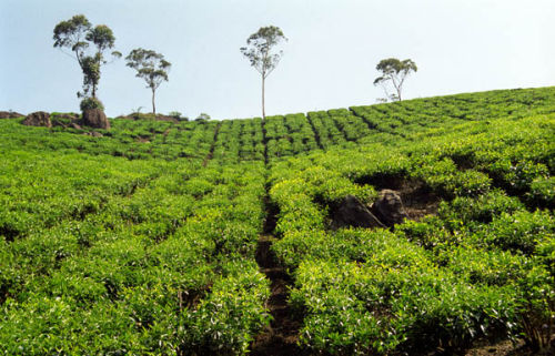 Tea plantation, Munnar, Kerala, India #2