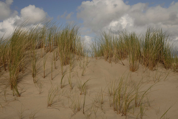 Sand dune