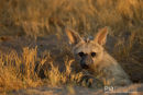 Aardwolf, Aardwolf, Proteles Cristata
