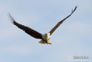 Visarend,Fish Eagle,Pandion Heliaetus