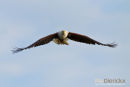 Visarend,Fish Eagle,Pandion Heliaetus