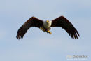 Visarend,Fish Eagle,Pandion Heliaetus