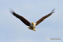 Visarend,Fish Eagle,Pandion Heliaetus
