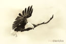 Visarend,Fish Eagle,Pandion Heliaetus
