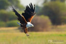 Visarend,Fish Eagle,Pandion Heliaetus