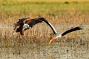Visarend,Fish Eagle,Pandion Heliaetus