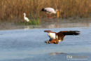 Visarend,Fish Eagle,Pandion Heliaetus