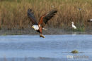 Visarend,Fish Eagle,Pandion Heliaetus