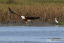Visarend,Fish Eagle,Pandion Heliaetus