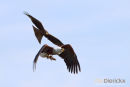 Visarend,Fish Eagle,Pandion Heliaetus