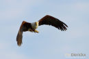 Visarend,Fish Eagle,Pandion Heliaetus