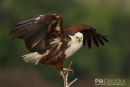 Visarend,Fish Eagle,Pandion Heliaetus 