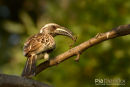 Grijze tok, African Grey Hornbill, Tockus Nasutus