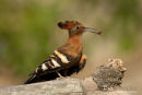 Afrikaanse Hop, African Hoopoe, Upupa Africana