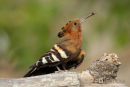 Afrikaanse Hop, African Hoopoe, Upupa Africana